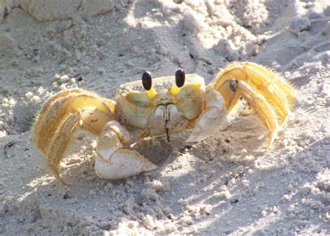 Image result for Class Crustacea