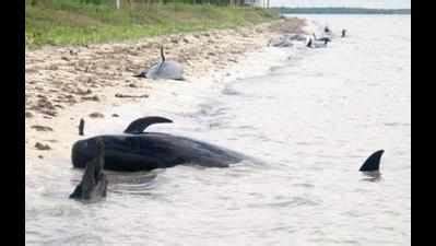 Quakes could be trigger for disorientation in whales | Chennai News ...