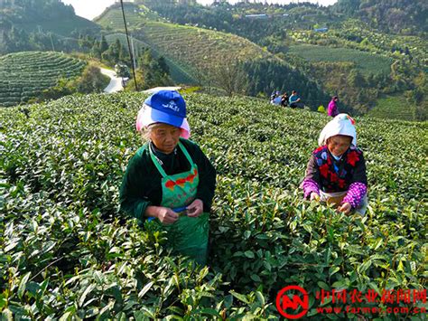 贵州榕江：采摘“明前茶”供应市场-人民图片网