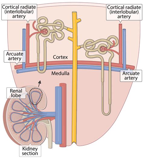 Kidney: Microanatomy (Lesson) – Human Bio Media