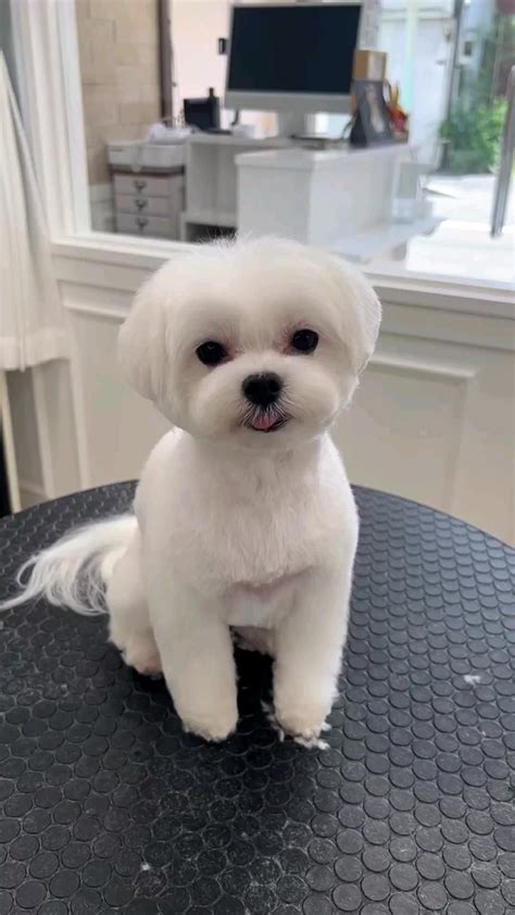 10 reasons why maltese dogs make the best companions – Artofit