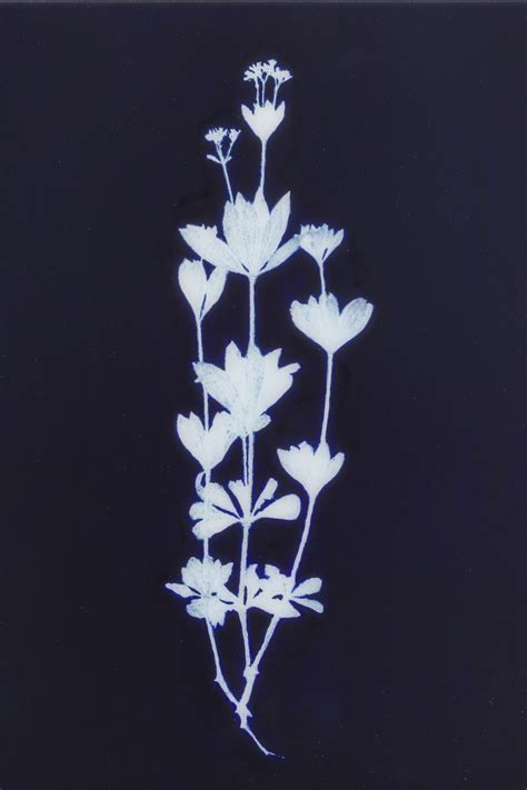 Edward Chell. Bloom | Meer