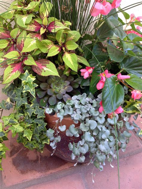 Shade Loving Container Shrubs