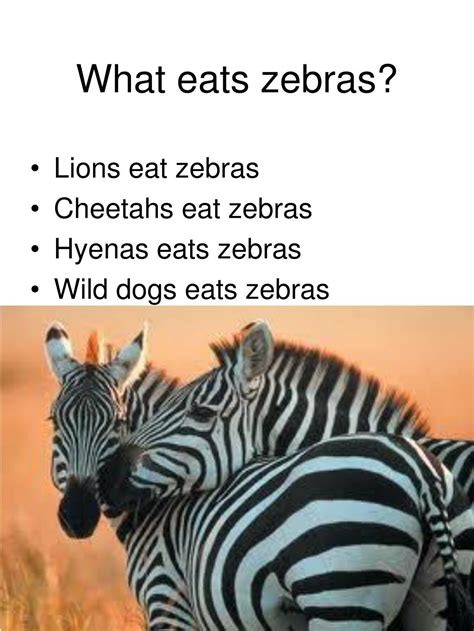 PPT - ZEBRAS PowerPoint Presentation, free download - ID:6215164