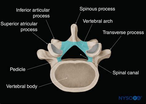 Lamina Of Vertebral Arch , Vertebral Column: Anatomy, vertebrae, joints ...