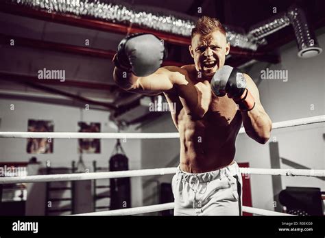 Boxer Boxing 的图像结果