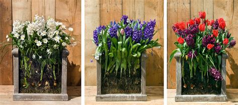 Bulb Lasagna Plantings: a Feast for the Eyes   Farmer  