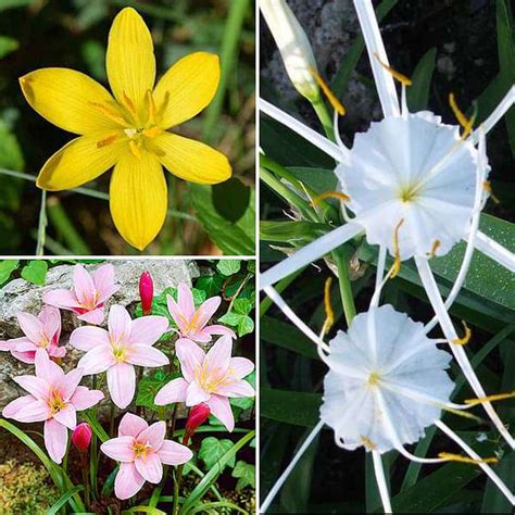 Buy Lovely Lilies - 30 Bulbs Pack online from Nurserylive at lowest price.