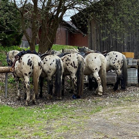 TIGERHILL RANCH (Rinchnach) - B&B Reviews & Photos - Tripadvisor