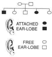 Observe the following pedigree chart and state the correct statement ...