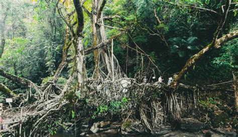 THREE SISTERS (Assam – Arunachal Pradesh – Meghalaya) » Avenues World
