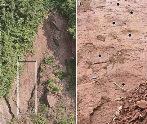 贵州省习水县同民河边发现的“鸡爪印”确系恐龙足迹化石 - 化石网