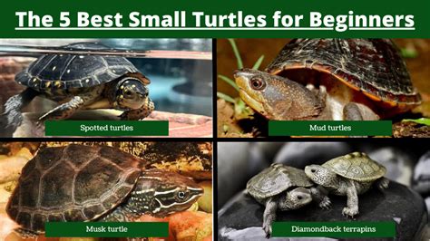 Small Basic Turtle 的图像结果
