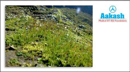 What are-Plants in Biology: Definition, Types and Importance | AESL