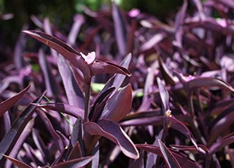 Plant House Live Purple Heart/Setcreasea purpurea/Violet Grass Indoor ...