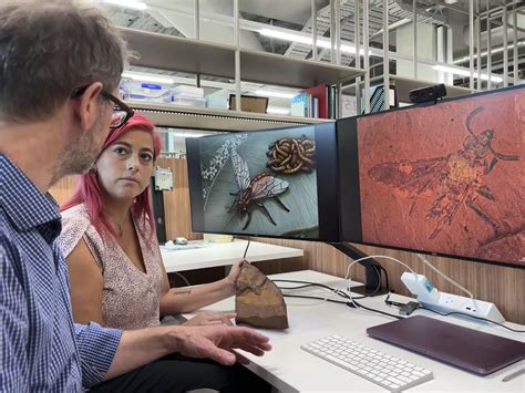 This Fossilised Wasp Discovery is 16 Million Years in the Making ...