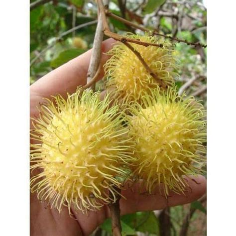 Cloud Farm Live Rare Yellow Rambutan Hybrid Exotic Fruit Seedling Live ...