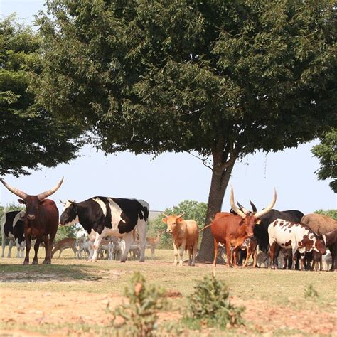 HOLLYWILD ANIMAL PARK (2025) All You Need to Know BEFORE You Go (with ...