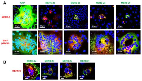 Hydrophobic Alpha-Helical Short Peptides in Overlapping Reading Frames ...
