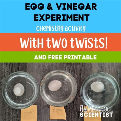 Egg In Vinegar Egg In Vinegar Experiment | Naked Egg Science