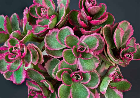 10 Types of Sedum Succulents - A-Z Animals