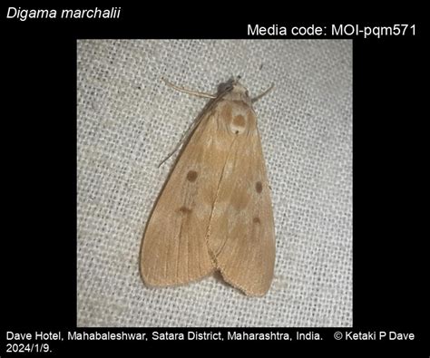 Digama marchalii | Moths
