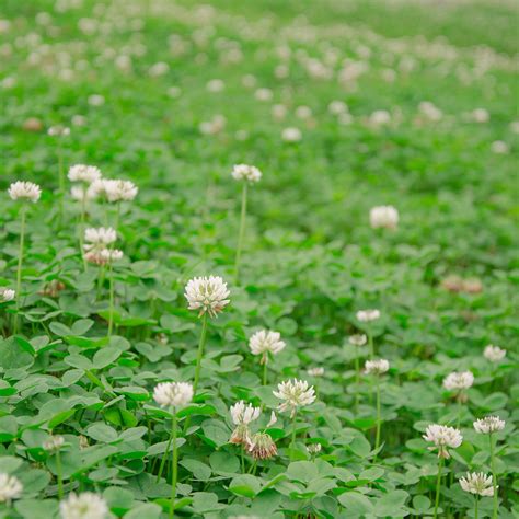 White Clover Lawn