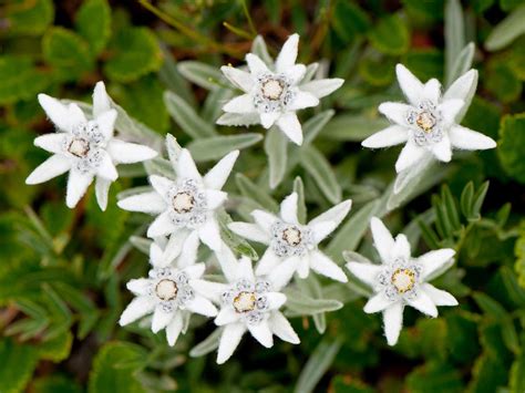 Where Do Edelweiss Flowers Grow at Phoebe Reddall blog