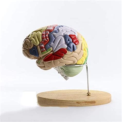 Anatomy Model Educational Model Brain Anatomical Model Colorcoded Human ...