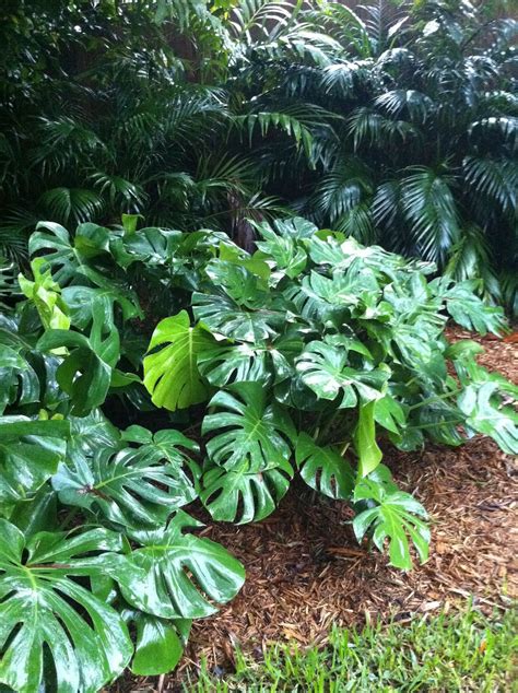 Large leaf plants – Artofit