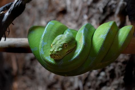 Image result for Green Ball Python