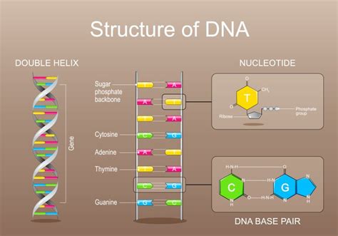 Image result for DNA Microarray Data