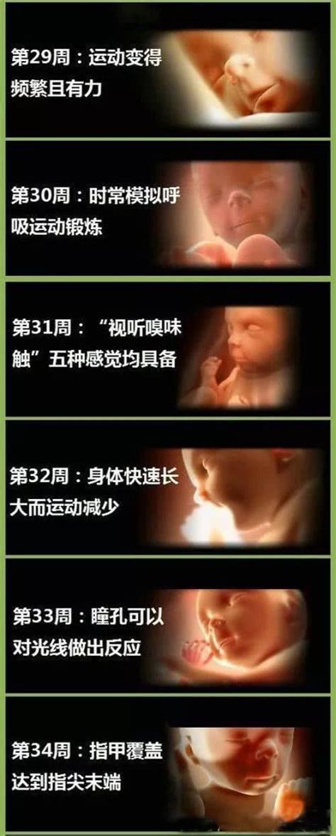 孕期40周胎儿发育过程图-搜狐大视野-搜狐新闻