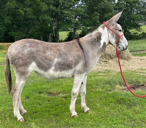 Garrett Mammoth Jackstock Riding Donkeys