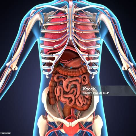3d Illustration Of Human Body Organs Stock Photo - Download Image Now - Human Internal Organ ...
