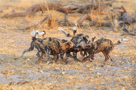 African Wild Dog Food