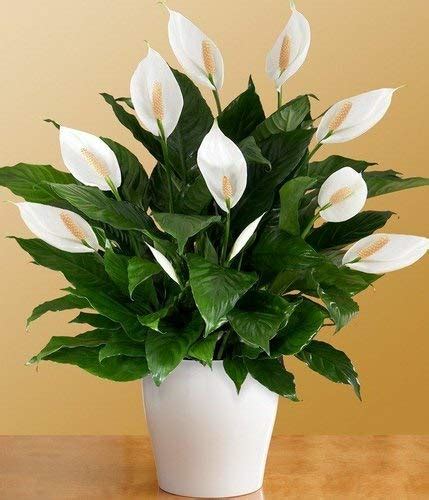 Florona Peace Lily 2 Live Plants - Spathiphyllum Plant Air purifying ...
