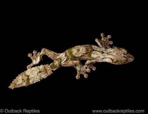 Giant Leaf Tailed Gecko