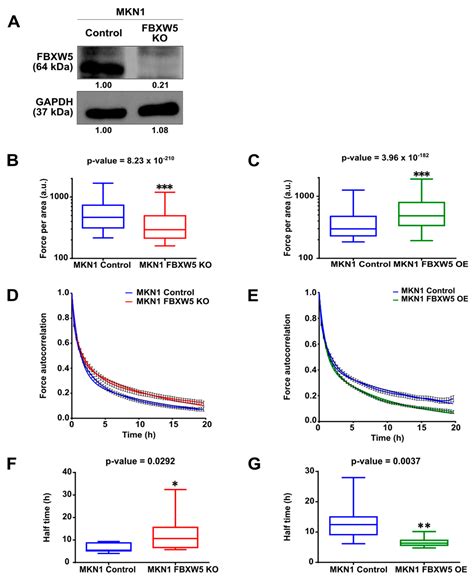 FBXW5 Promotes Tumorigenesis and Metastasis in Gastric Cancer via ...