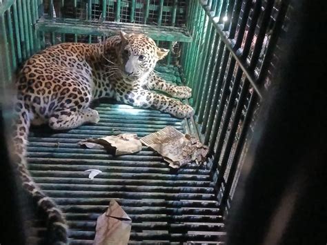 In Andhal village of Navsari, the giant leopard was caged, people ...