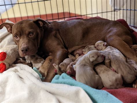 Newborn Red Nose Pitbulls