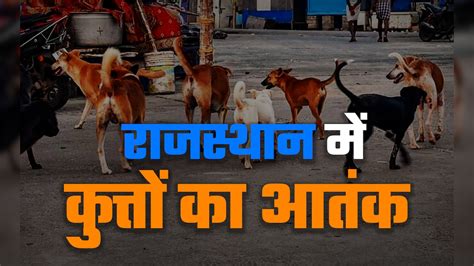 Rajasthan: सालभर में 4 लाख लोगों को कुत्तों ने बनाया शिकार, हर दिन 1100 ...