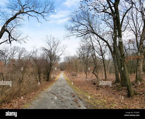 Habitat restoration on right side of road. Country Lane Woods, Cook ...