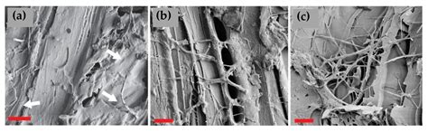 Decay Resistance of Surface Carbonized Wood