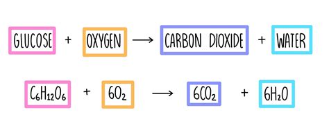 Chemical Equation for Aerobic Respiration - IsiahgroWyatt