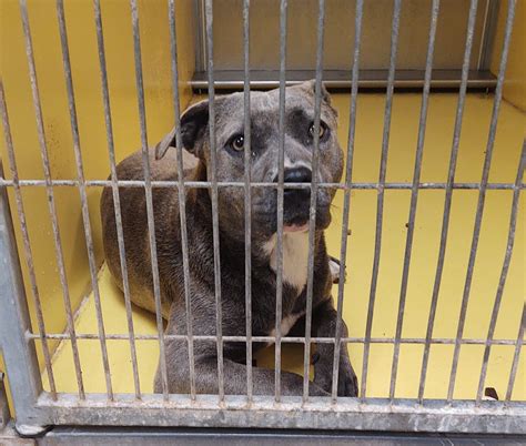 Rescue Story Success – Faithful Friends Animal Society