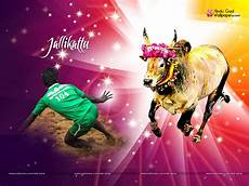 Hd Jallikattu Kaalai Wallpapers 3d by Jallikattu Understand It Before Attacking It Rightlog In Hd Jallikattu Kaalai Wallpapers 3d