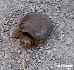 Snapping Turtle Attack 的图像结果