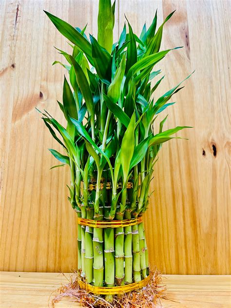 Lucky Bamboo Three Tier Tower - By Houseplants New York LLC ...