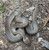 Image result for Granite Spotted Python